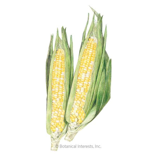 Corn Sweet Ambrosia 1