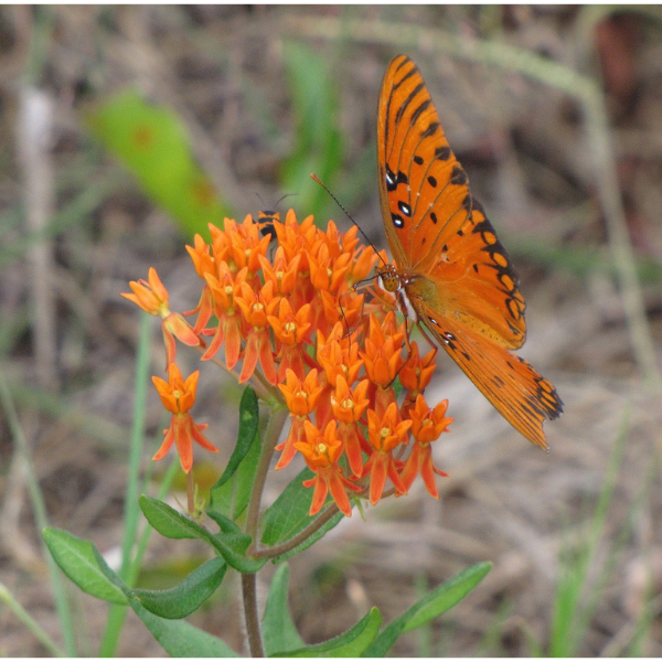 Shop - Asclepias Tuberosa Milkweed Seeds