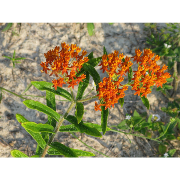 Asclepias Tuberosa Milkweed Seeds 1