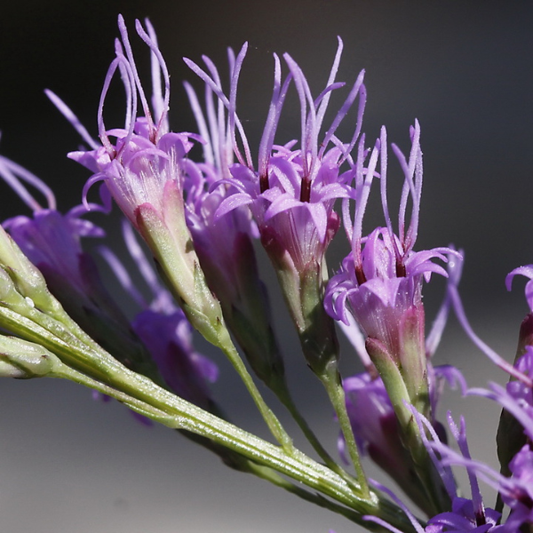 Blazing Star Liatris Seeds