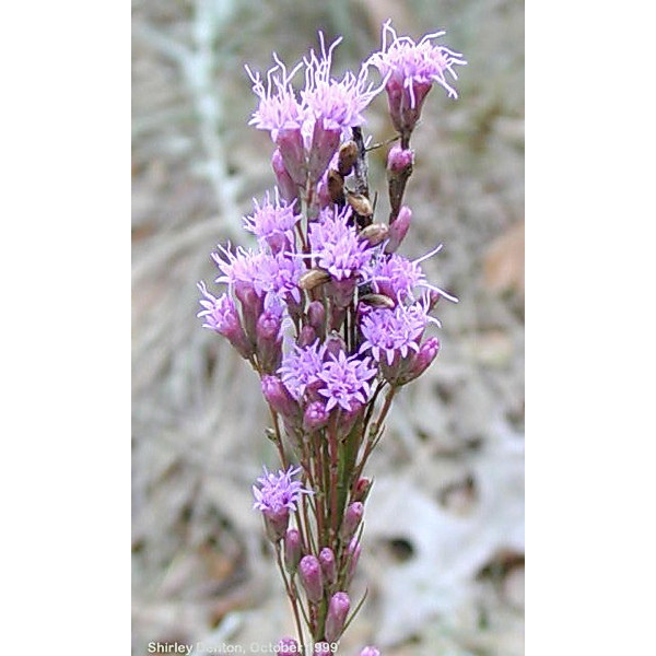 Blazing Star Liatris Seeds 1