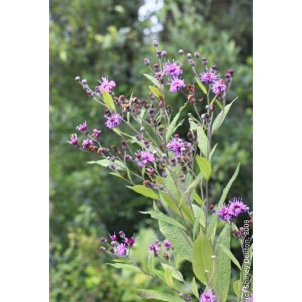 Giant Ironweed Seeds 1