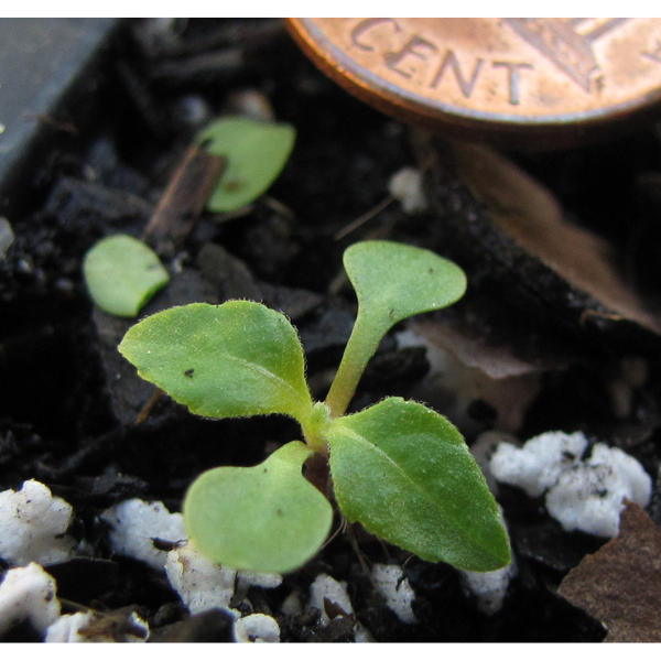 Giant Ironweed Seeds 2