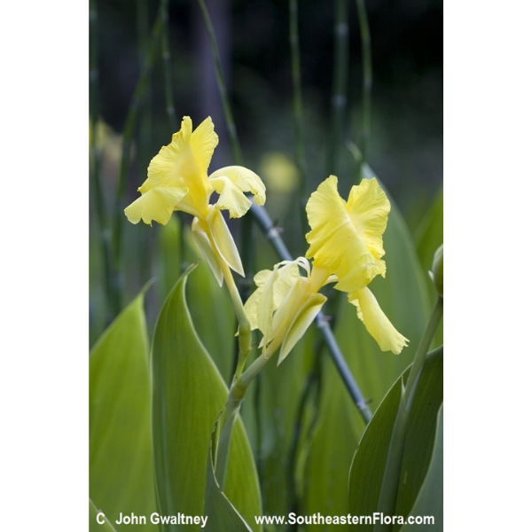 Golden Canna Seeds 1