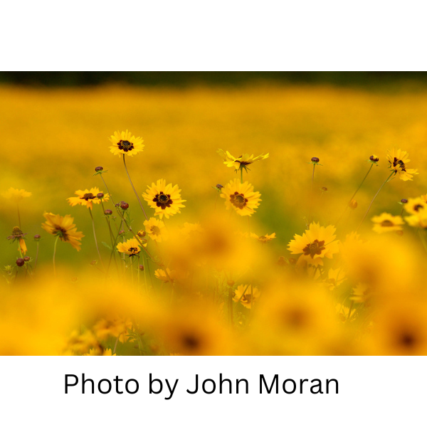 Golden Mane Coreopsis Seeds 1