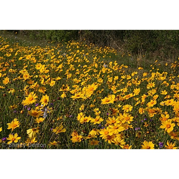 Lanceleaf Tickseed Coreopsis Seeds 1