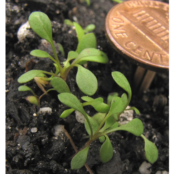 Leavenworth\'s Tickseed Coreopsis Seeds 2