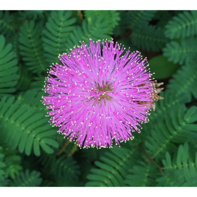 Sunshine Mimosa Strigillosa Powderpuff Seeds