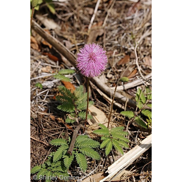 Sunshine Mimosa Strigillosa Seeds 1