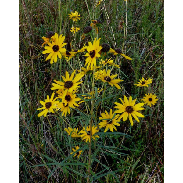 Narrowleaf Sunflower Ironweed Seeds 1