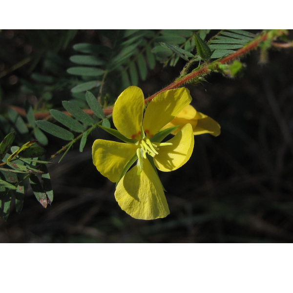 Partridge Pea Seeds 1