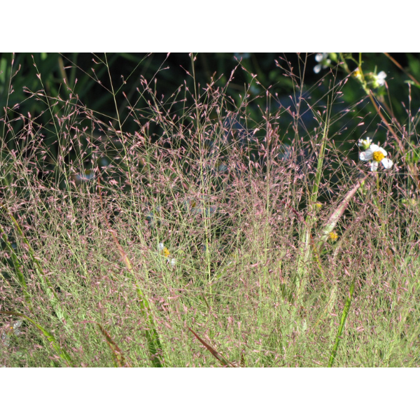 Purple Love Grass Seeds 1