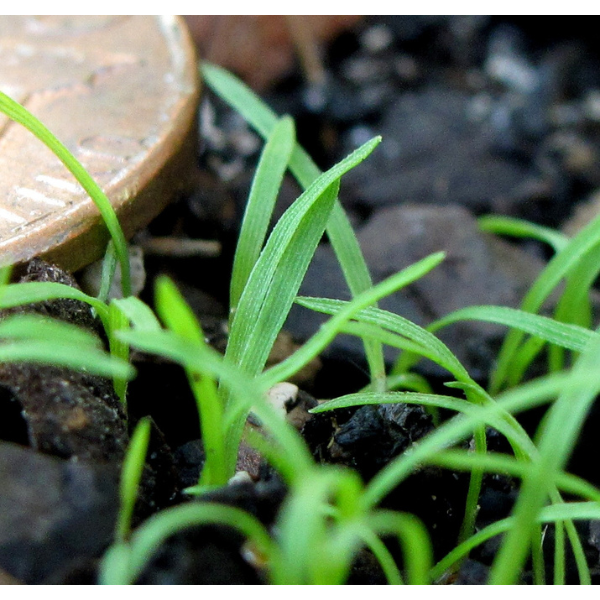 Purple Love Grass Seeds 2