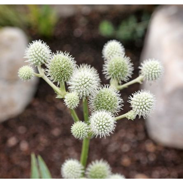 Rattlesnake Master Button Seeds