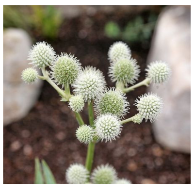 Rattlesnake Master Button Seeds