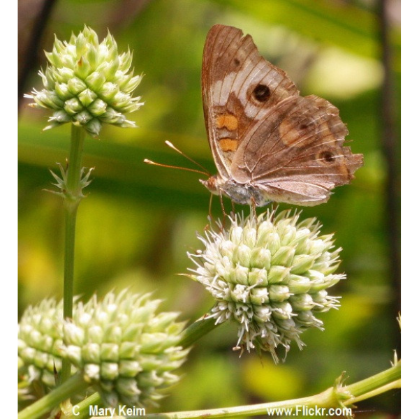 Rattlesnake Master Seeds 1