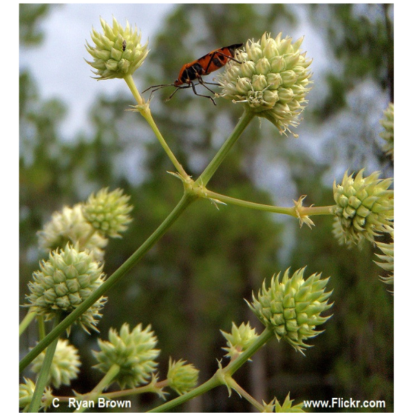 Rattlesnake Master Seeds 2