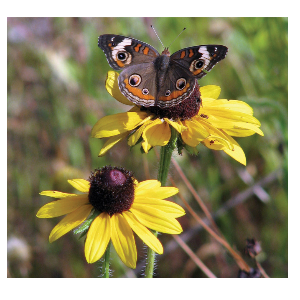 Black-eyed Susan Rudbeckia hirta Seeds