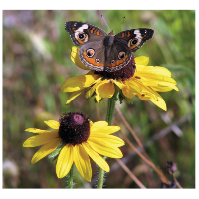 Black-eyed Susan Rudbeckia hirta Seeds