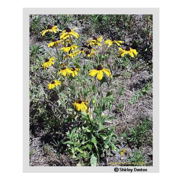 Black-eyed Susan Rudbeckia hirta Seeds 1