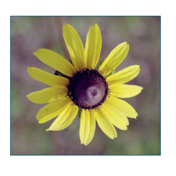 Black-eyed Susan Rudbeckia hirta Seeds 3