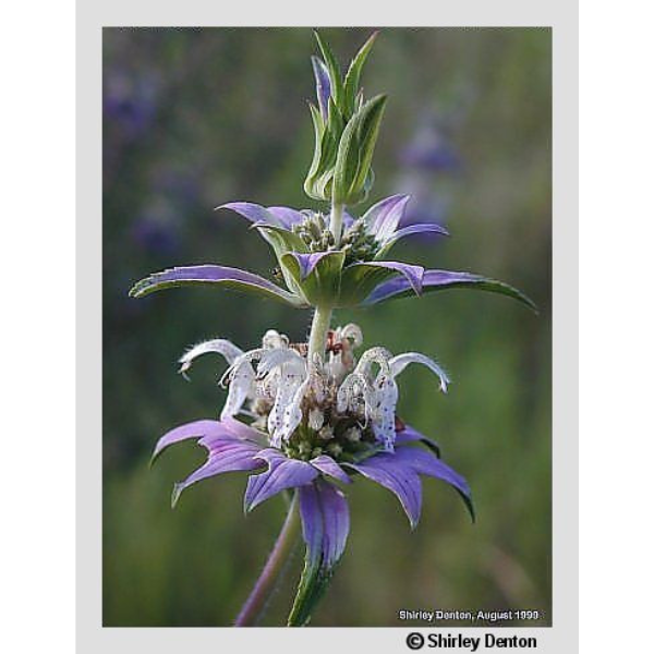 Spotted Bee Balm Seeds