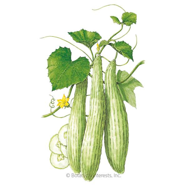 Cucumber Armenian Burpless 1