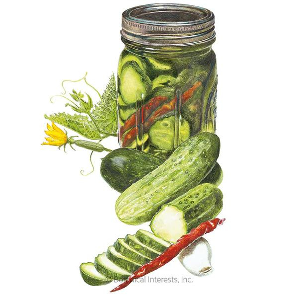 Cucumber Homemade Pickles Organic 1