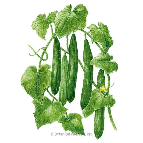 Cucumber Tasty Green Organic 1