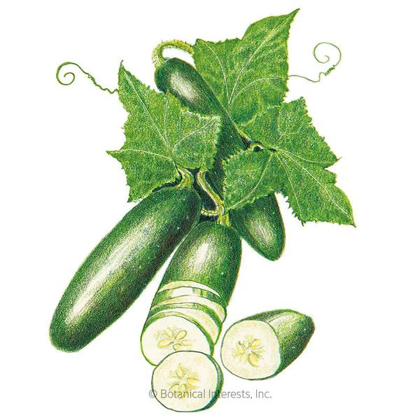 Cucumber Poinsett 76 1
