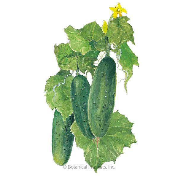 Cucumber Spacemaster 80 1