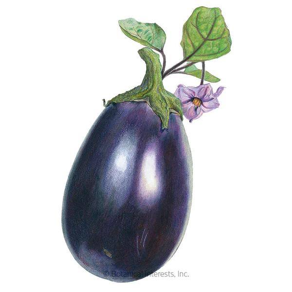 Eggplant Black Beauty Organic 1