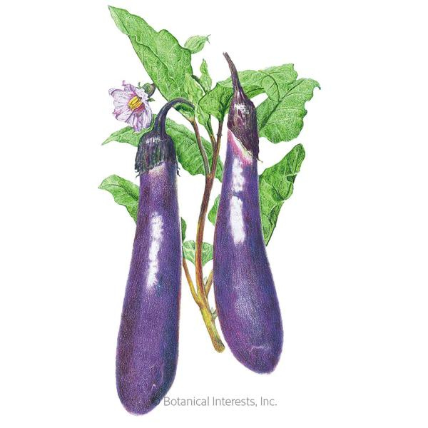 Eggplant Long Purple Organic 1