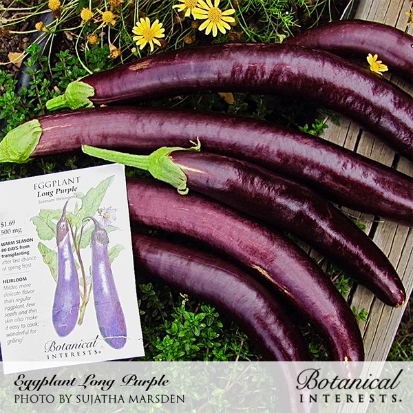 Eggplant Long Purple Organic 2