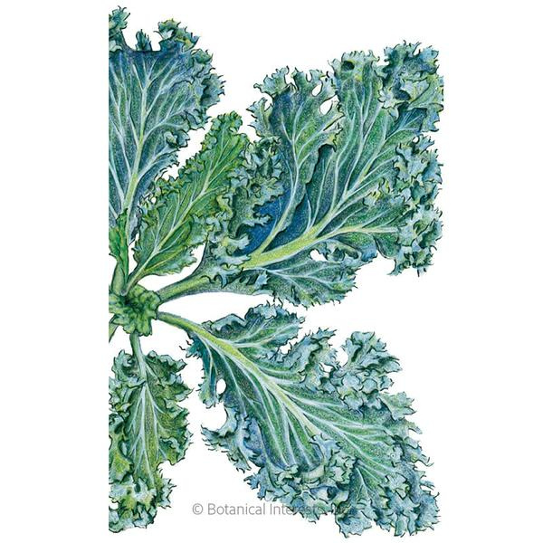 Kale Dwarf Blue Curled Organic 1