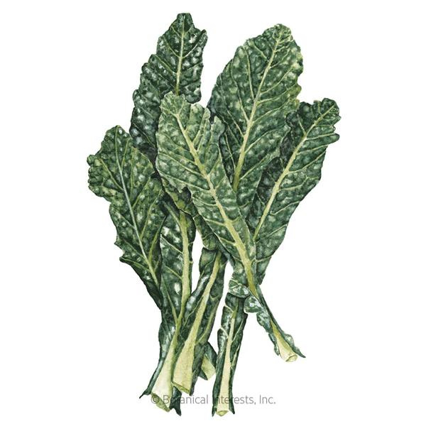 Kale Lacinato Dinosaur Organic 1