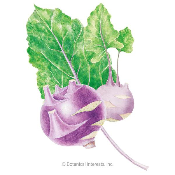 Kohlrabi Purple Vienna Organic 1.png