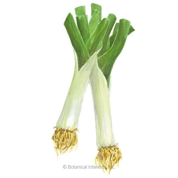 Leek King Richard Organic 1