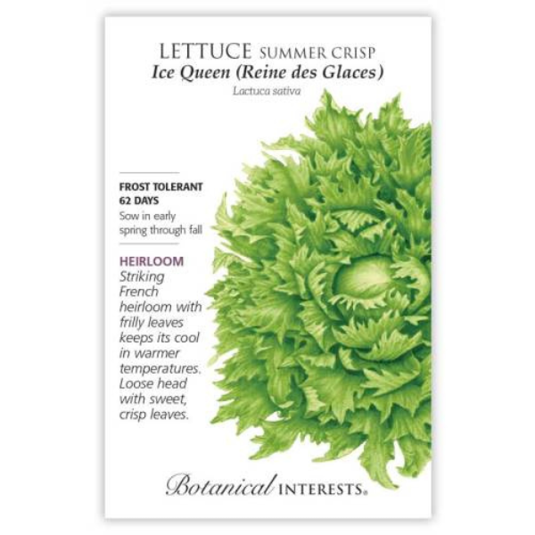 Lettuce Summer Crisp Ice Queen