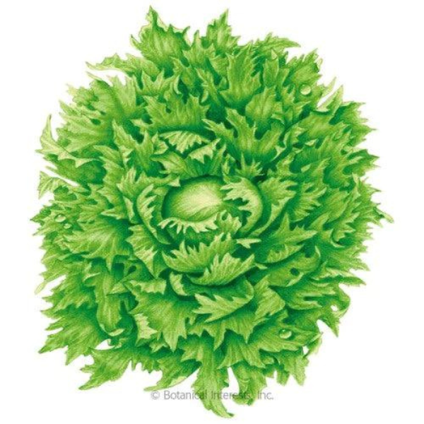 Lettuce Summer Crisp Ice Queen 1