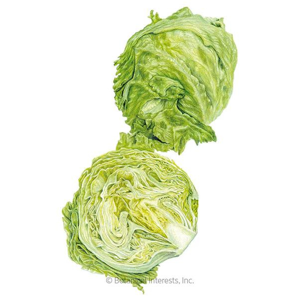 Lettuce Crisphead Great Lakes 118 1