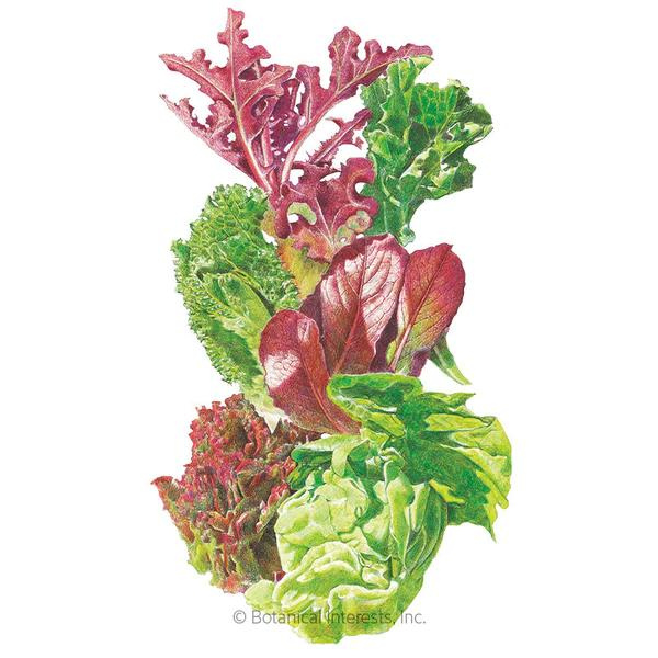 Lettuce Mesclun Gourmet Baby Greens Organic)