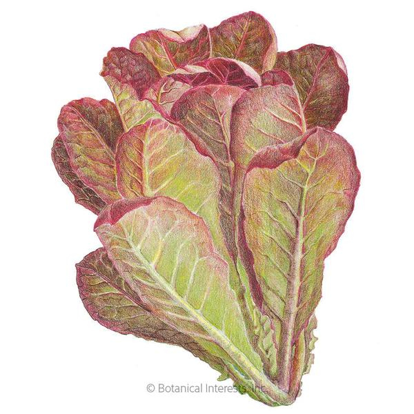 Lettuce Romaine Rouge d\'Hiver Organic