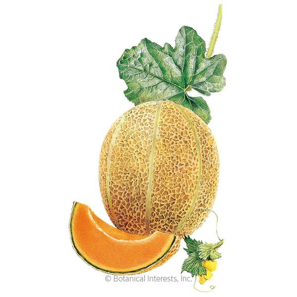 Melon Hales Best Jumbo Cantaloupe 1