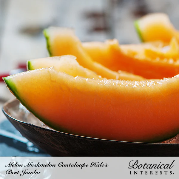 Melon Hales Best Jumbo Cantaloupe 2