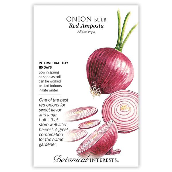 Onion Bulb Red Amposta