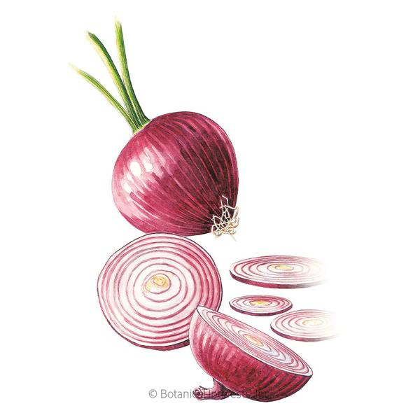 Onion Bulb Red Amposta 1