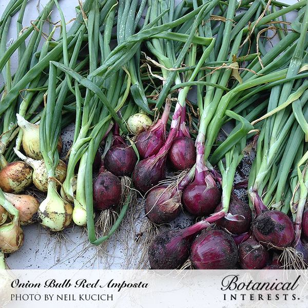 Onion Bulb Red Amposta 2