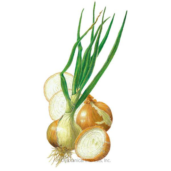 Onion Bulb Yellow Walla Walla Organic