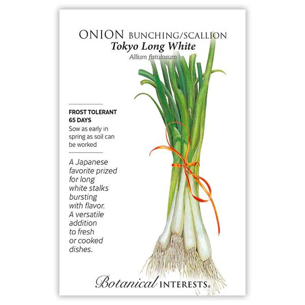 Onion Bunching Scallion Tokyo Long White